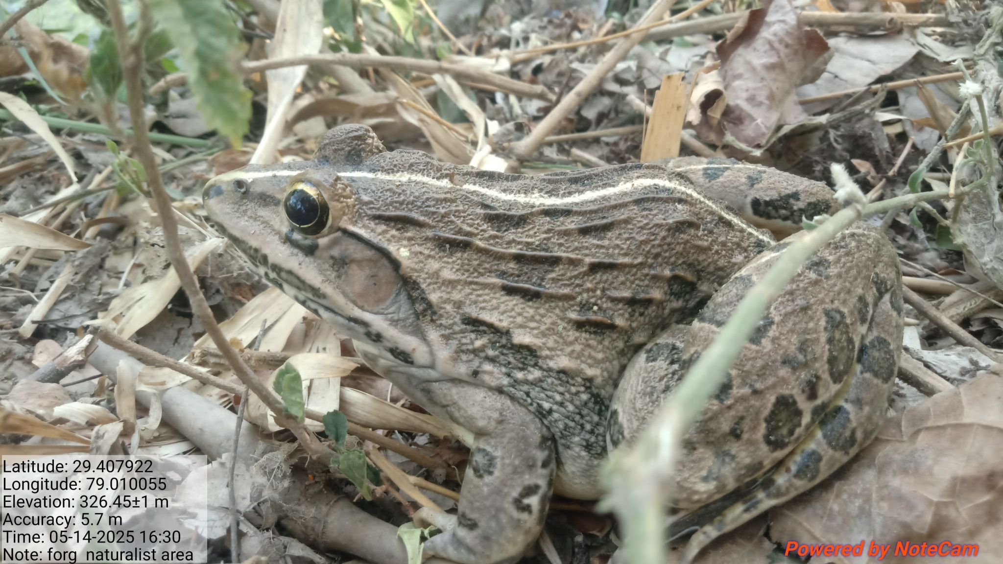 Indian Bull Frog