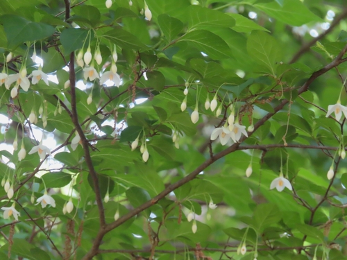 Styrax japonicus