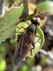 Mydidae