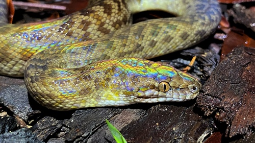 Papuan Spotted Python sighting