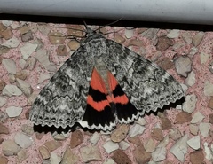 Catocala semirelicta