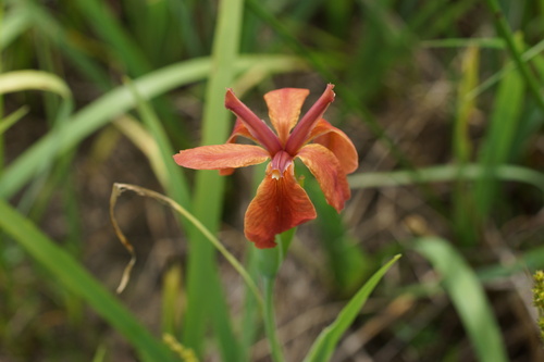 Copper Iris (Iris fulva)