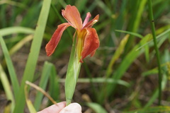 Iris fulva, photograph (c) Lyrae, some rights reserved (CC BY)