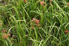 Iris fulva, photograph (c) Lyrae, some rights reserved (CC BY)