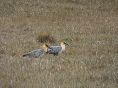 Theristicus branickii