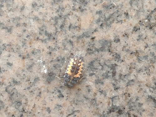 Asian Lady Beetle