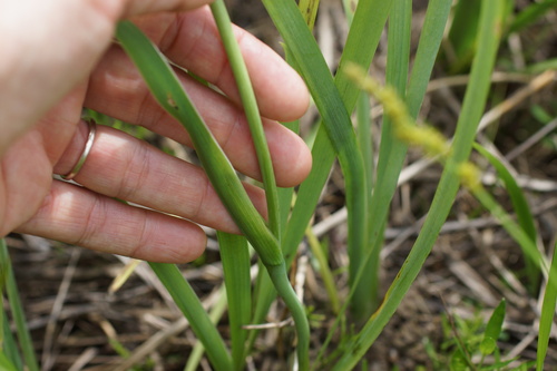 Iris fulva, photograph 4