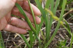 Iris fulva, photograph (c) Lyrae, some rights reserved (CC BY)