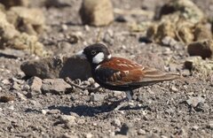 Chestnut-Backed Sparrow-Lark photo 2