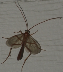 Enicospilus americanus-complex