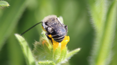Alloscirtetica tristrigata