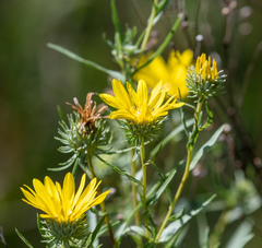 Grindelia lanceolata