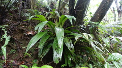 Calanthe