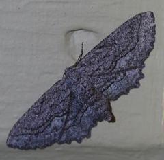 Aethaloida packardaria