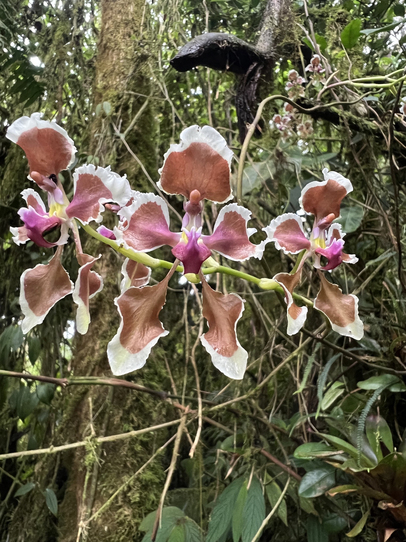 Cyrtochilum geniculatum Königer 4