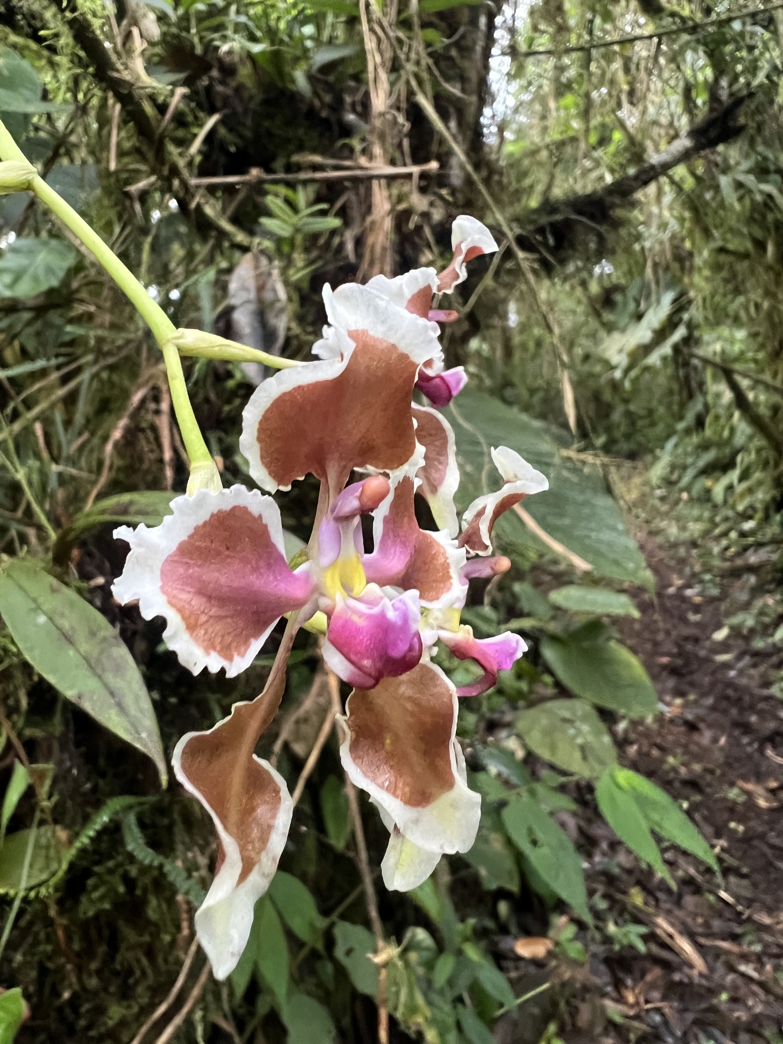 Cyrtochilum geniculatum Königer