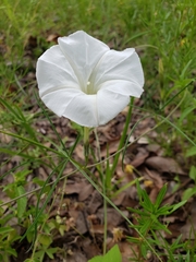 Ipomoea tenuiloba