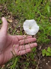 Ipomoea tenuiloba