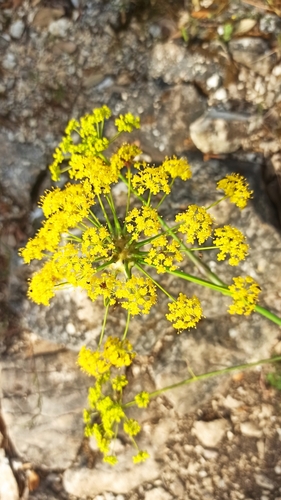 Fennel