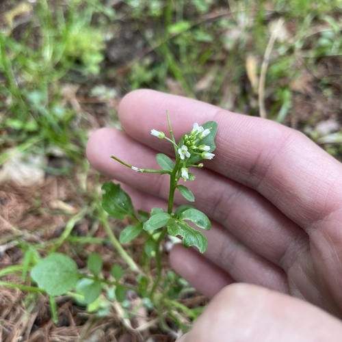 Japanese Bittercress (Cardamine scutata)