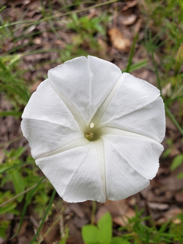 spiderleaf (Ipomoea tenuiloba)