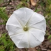 Trumpet Morning-Glory - Photo (c) Alejandra Peña Estrada, some rights reserved (CC BY), uploaded by Alejandra Peña Estrada