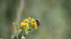 Alloscirtetica tristrigata