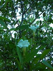 Rhabdadenia biflora