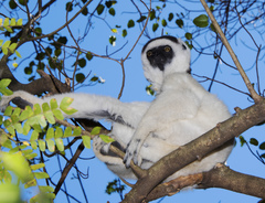 Propithecus verreauxi