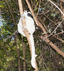 Propithecus verreauxi