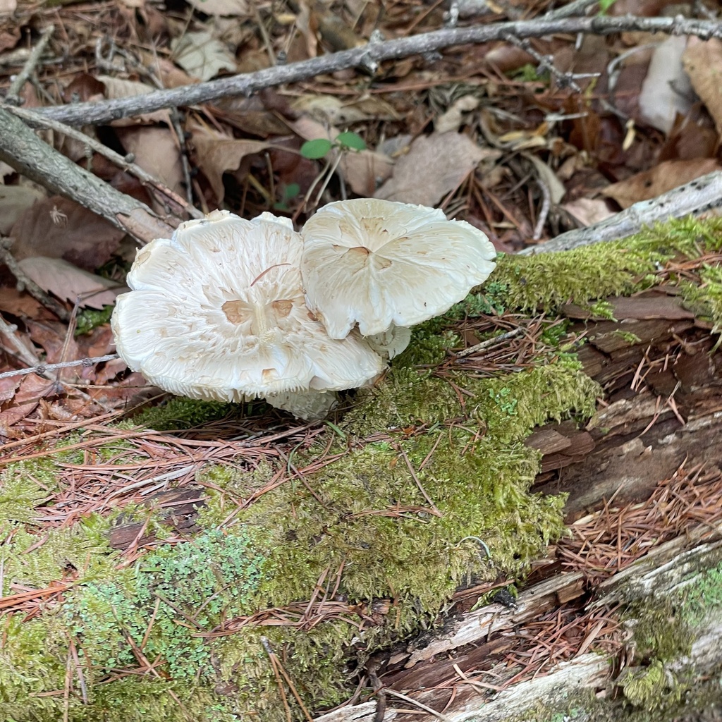 Neolentinus lepideus · May 2025 · photo: © genjitsu (iNaturalist, cc-by)