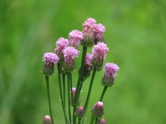 Saussurea lyrata