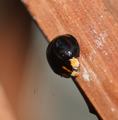 Coelophora inaequalis