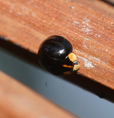 Coelophora inaequalis