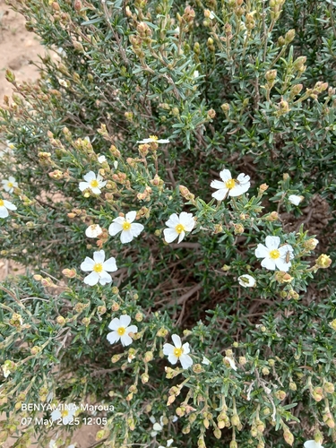 Cistus clusii