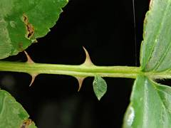 Rubus fraxinifolius