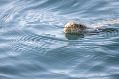 Stoke's Seasnake photo 2