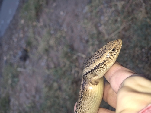 Ocellated Bronze Skink