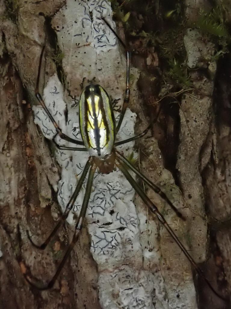 Leucauge blanda