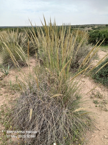 mauritanian grass