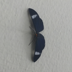 Lepidoptera