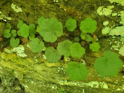 Littleflower Alumroot (Heuchera puberula)