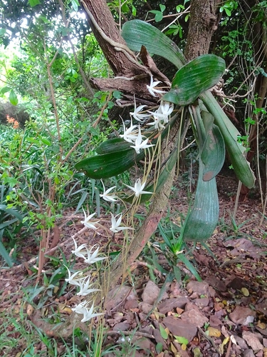 Aerangis brachycarpa (A.Rich.) T.Durand & Schinz 2