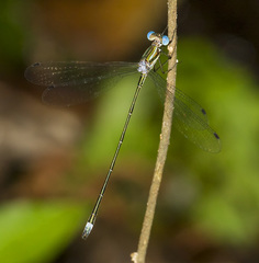 Lestes tenuatus