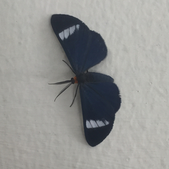 Lepidoptera