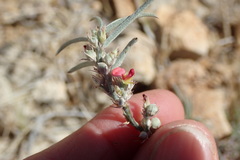 Indigofera linifolia