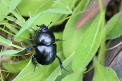 Trypocopris vernalis