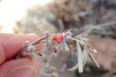 Indigofera linifolia