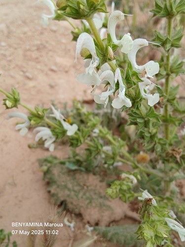 Silver Sage