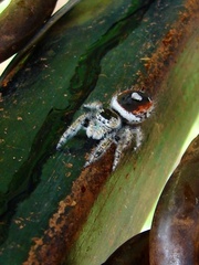 Phidippus californicus